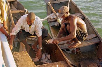 Fishers on Kainji Lake, NW Nigeria, carefully handle their spiky-finned ‘squeaker’ fish (Synodontis sp.), Nigeria. Photo by David Mills.