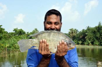tilapia
