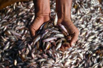 Small fish being held in two hands