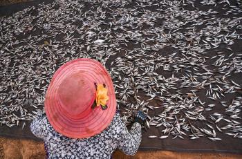 Fish drying on the roadside near Tonle Sap Lake in Siem Reap, Cambodia. Photo by Neil Palmer.  