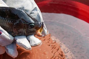 Cover photo: Releasing fry from a mouth brooding tilapia in Nigeria. Photo by Adesanya OmotomiwaI/ITA and Olaniyi Ajibola/WorldFish.