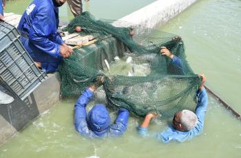 freshwater aquaculture