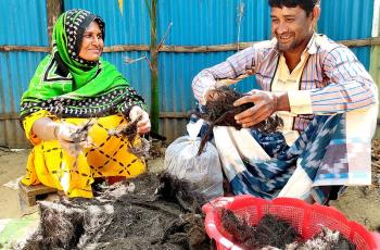 Husband and wife cleaning seaweed after drying at Nuniarchora, Cox Bazar, Bangladesh. Photo by M Arifur Rahman, ECOFISH II project, WorldFish Bangladesh