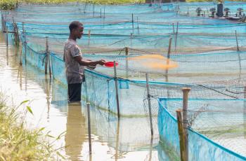 Feeding fish on a commercial farm in Nigeria, where feed decisions shape costs, growth, and farm performance. Photo: Sam, WorldFish.