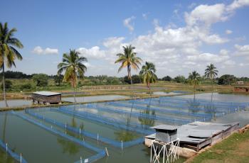 Fish breeding hapas at National Aquaculture Centre, Zomba, Malawi. Photo by Asafu Chijere. 