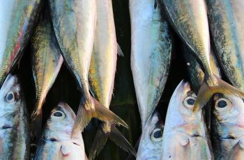 Locally caught fish at a roadside stall in Dili, Timor-Leste. Photo by Holly Holmes