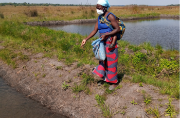 A fish farmer in Mungwi district feeding fish with commercial feed. Photo by Catherine Mwema.