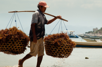 There is potential for seaweed-related sustainable farming in many coastal community areas in low- and middle-income countries. Photo by WorldFish.