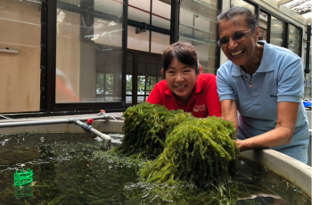 Caulerpa is an edible green seaweed that is also commonly known as sea grapes due to the formation of small air bubbles surrounding its stems. Photo by Sean Lee Kuan Shern