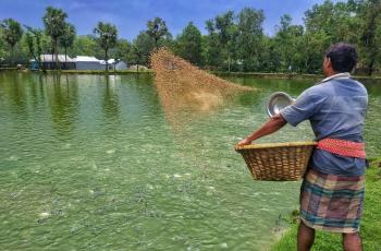 A farmer feeding fish in his pond in Comilla, Bangladesh. Photo by Saikat Mandal Tanu, WorldFish