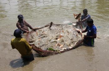 Aquatic food systems offer diverse solutions for tackling malnutrition, lowering the environmental footprint of our food systems and lifting millions of people out of poverty