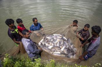 Generation-3 (G3) Rohu brood fish rearing.