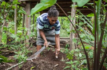 Grace Poporia harvests cassava from her home garden, One’ Oneabu, Malaita Province, Solomon Islands. Photo by Filip Milovac