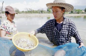 Twenty-three-year-old Nan Win Htwe now leads her family hatchery business together with her sister after the demise of their father. Photo by Kyaw Moe Oo.