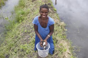 The polyculture of small and large fish species in the homestead ponds in Zambia would offer a direct source of food for household consumption rather than farming tilapia strictly for markets. Photo by Lulu Middleton. 