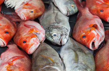 Reef fish for sale at Auki market, Malaita Province, Solomon Islands. Photo by Filip Milovac.