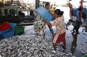 Small-scale fisheries, Kota Kinabalu, Malaysia, photo by Jamie Oliver, 2007