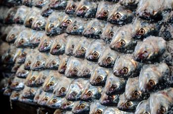 Stocked salty hilsa, Bangladesh. Mohammad Mahabubur Rahman, 2016.