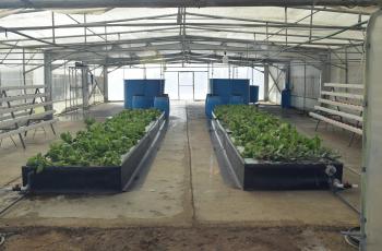 The aquaponics greenhouse sited at WorldFish, Egypt.