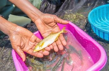 Aquatic foods are nutrient-rich. Photo: WorldFish