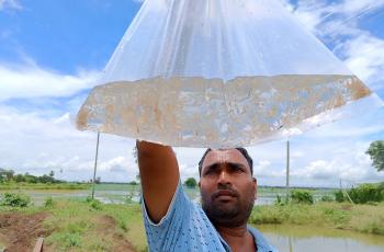 A bag of mola fry produced at Biswal Aquatech hatchery in Odisha. Photo by Rashmi Ranjan Das.