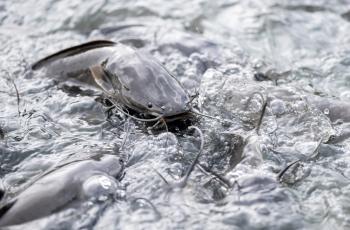 According to the team, all of the surveyed fish farms reared catfish. Only 11 of these farms also reared tilapia. (Photo credit: Pandit from Adobe Stock)