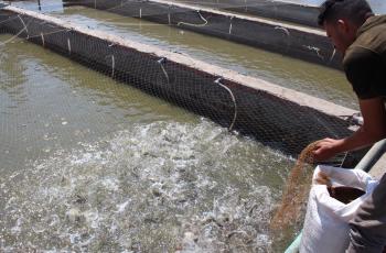 A worker feeds the Abbassa strain Nile tilapia reared in WorldFish's in-pond raceway system (IPRS) in Abbassa, Egypt. Photo by WorldFish.