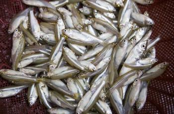 Photo collected from the internet shows mola fish, a highly nutritious fish widely available in Bangladesh Collected