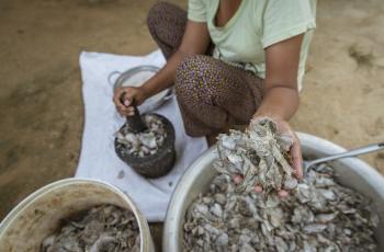 Cambodians have been consuming Prahoc for generations and it serves as a key source of protein and essential nutrients in their diet. Photo: Fani Llauradó