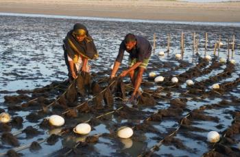 Seaweed is able to sequester an average of 173 megatons of carbon annually worldwide. Photo by Asad Rassel.