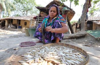 A woman cleaning fish at her house in Jessore, Bangladesh. Photo by M. Yousuf Tushar.