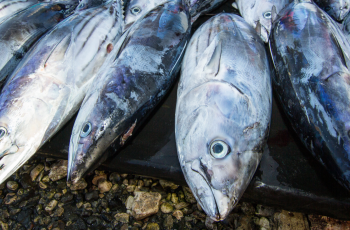 Big Fish: Stories from the Field Big Fish: Stories from the Field