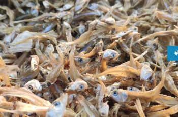 FISH Event: 14th Management Committee Meeting FISH Event: 14th Management Committee Meeting