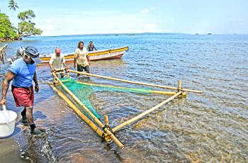 Sampling with a dozer net at Rarumana, Solomon Islands. Photo by Tim Pickering.