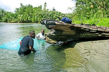 Using a seine net to catch a school of milkfish fry from under a log at Tenaru River mouth, Solomon Islands. Photo by Tim Pickering.