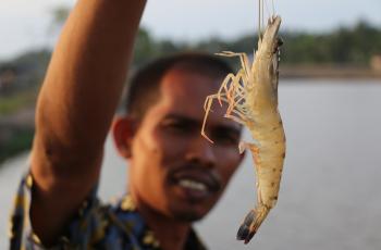 Aceh black tiger shrimp. Photo by Toby Johnson.