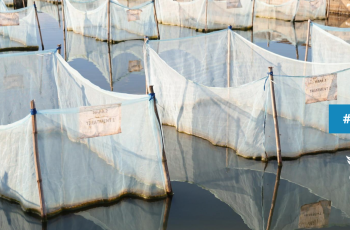 FISH Event: 14th Independent Steering Committee Meeting FISH Event: 14th Independent Steering Committee Meeting