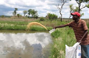 A farm employee feeds pellets to tilapia in ponds in Northern Province, Zambia. Photo by Kendra Byrd.