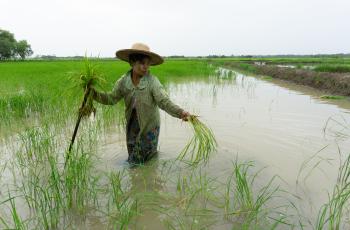 ACIAR-funded project to develop rice-fish systems in the Ayeyarwady Delta. Photo by Majken Schmidt Søgaard.