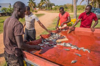 Working with Great Lakes Products Limited in northern  Zambia. Photo by Chosa Mweemba.