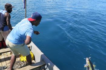 Pulling in yellowfin, Solomon Islands. Photo by Hampus Eriksson.