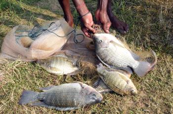 Freshly caught GIFT tilapia from a backyard pond, Kishorenagar, Cuttack, Odisha, India. Photo by Arabinda Mahapatra.