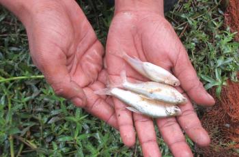 WorldFish promotes the production of small indigenous fish species. Photo by Quennie Rizaldo.