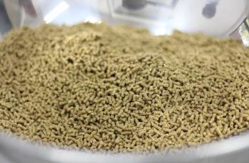 Experimenting pelleted feed in WorldFish HQ, Malaysia. Photo by WorldFish.