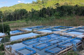 First Private Tilapia Hatchery Opens in Timor-Leste, Set to Boost Aquaculture Growth. Photo by Jharendu Pant.