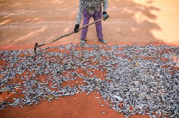 A lady rakes fish drying on the roadside near the Tonle Sap lake in Siem Reap, Cambodia. Photo by Neil Palmer.