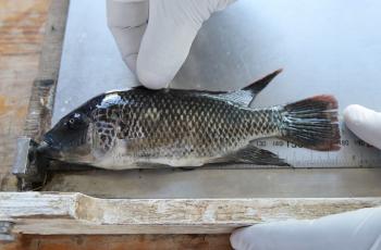 Tilapia being investigated at the research lab in NARDC- MWEKERA, Kitwe, Zambia. Photo by Doina Huso.