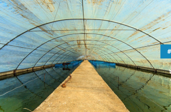 FISH Event: 15th Independent Steering Committee Meeting FISH Event: 15th Independent Steering Committee Meeting