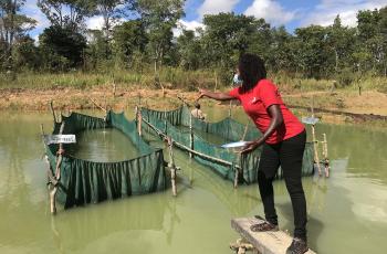 WorldFish’s scientist, Mary Lundeba feeding broodstock at Chomba Chileshe’s farm in Fisonge area in Luwingu, Zambia. Photo by Netsayi Noris Mudege.