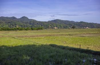 Rice fields that may be converted to fish ponds in the future at Nunura, Bobonaro municipality. Photo by Shandy Santos.